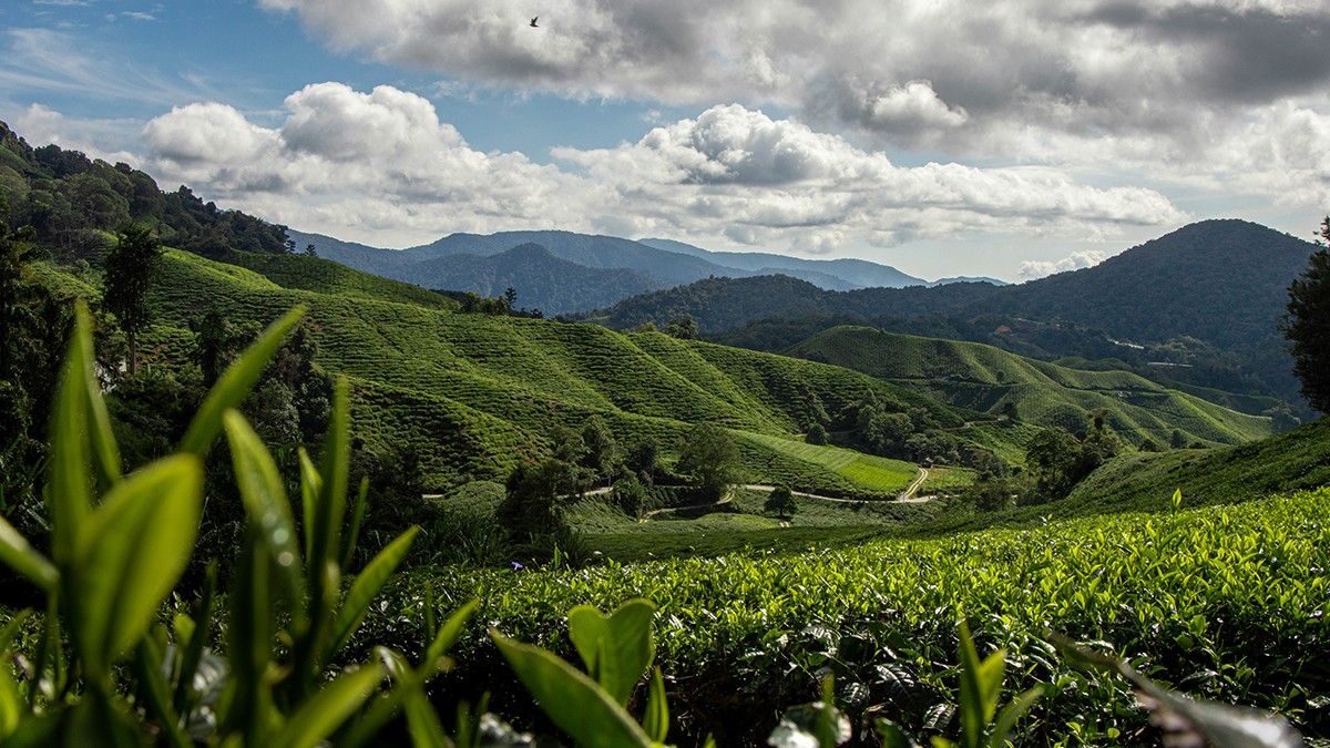 Cameron Highlands