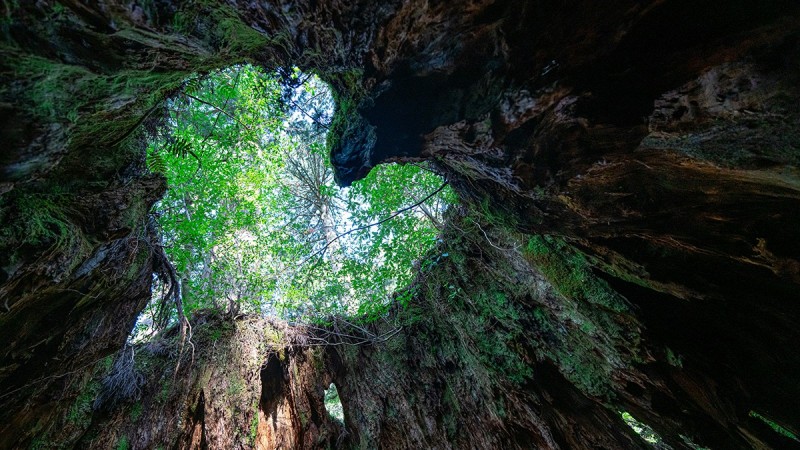 Yakushima: A UNESCO World Heritage Travel Guide