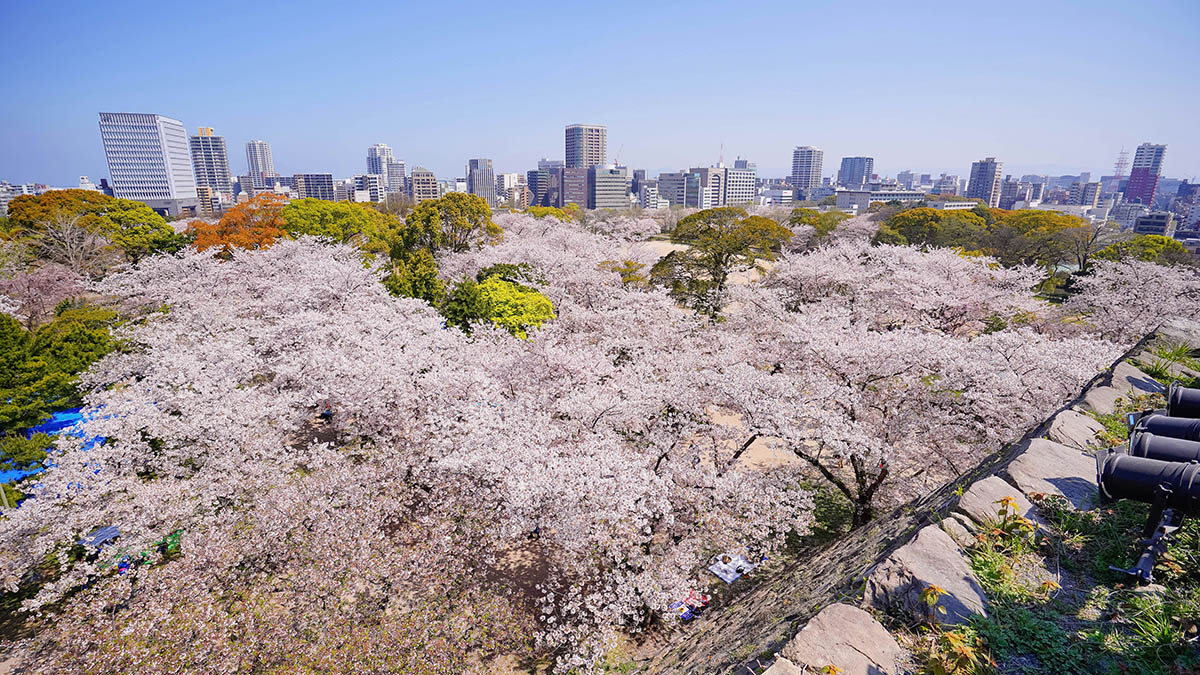 Fukuoka Cherry Blossom Festival