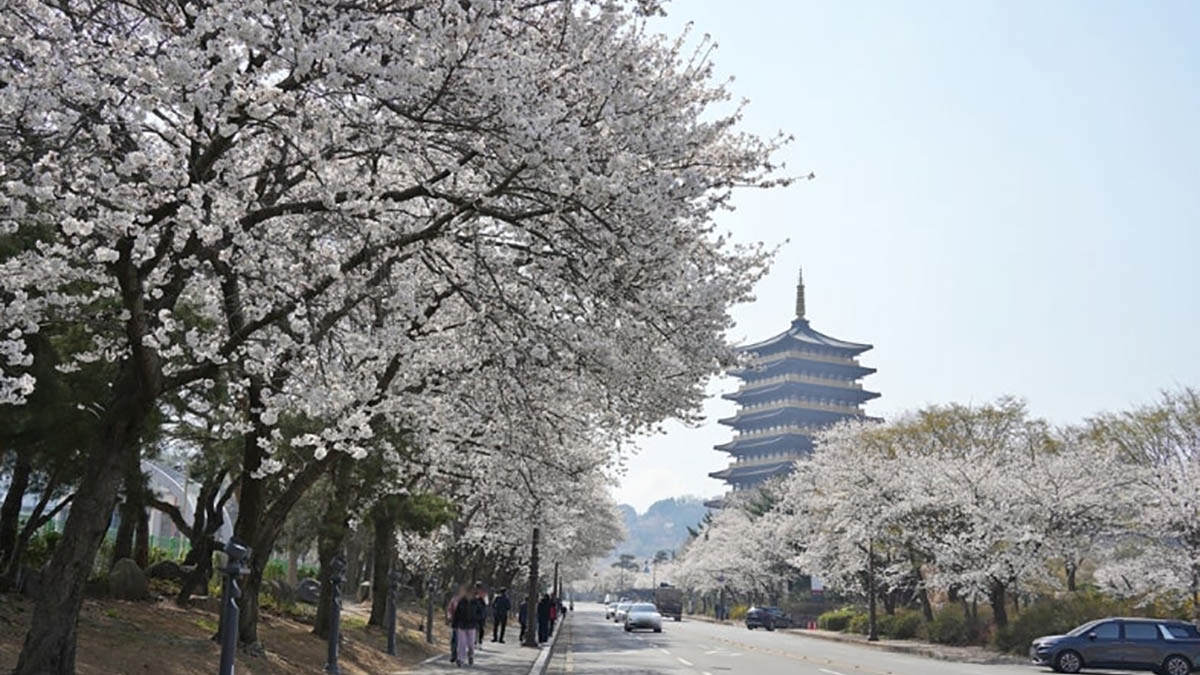 Gyeongju Cherry Blossom Festival