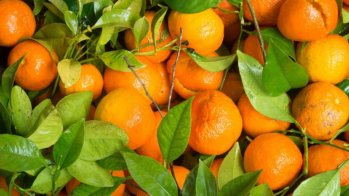 Jeju Tangerine Festival